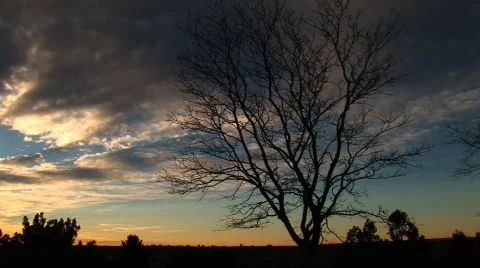 Sunrise at ruby hill-barren tree 動画素材 194057