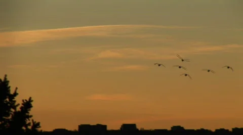Sunrise at ruby hill-silhouette of geese flying 動画素材 194083