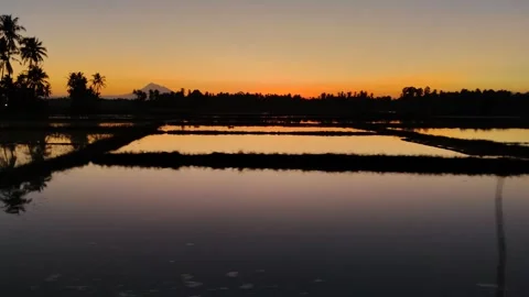 Sunrise in rural rice fields Stock Footage 322121577