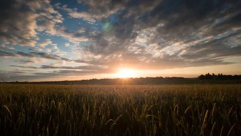 Sunrise In the Rye Field Stock Photos