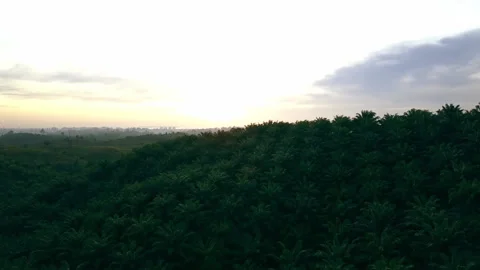 Sunrise Scene Drone view in motion of palm oil tree plantation Stock Footage 221536149
