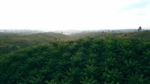 Sunrise Scene Drone view in motion of palm oil tree plantation Stock Footage 221536280