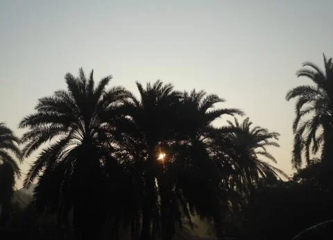 Sunrise scene into the trees Stock Photos