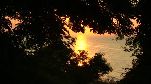 Sunrise at sea,  form through the thick brushwood of the trees Stock Footage 53102616