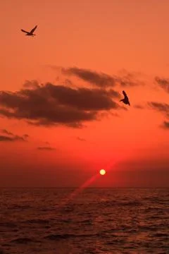 Sunrise at sea Stock Photos