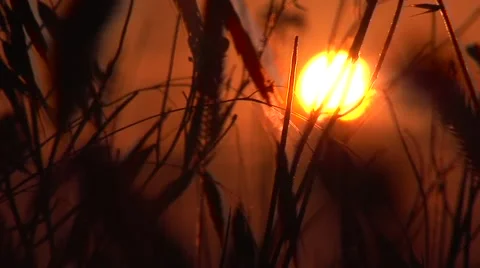 Sunrise seen through fields of wheat Stock Footage 41212593