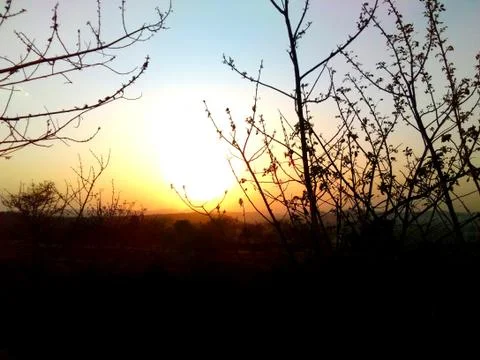 Sunrise seen through shadow of trees yellow black Stock Photos