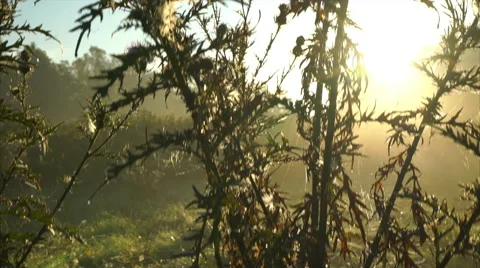 Sunrise seen through thistle Stock Footage 55142795