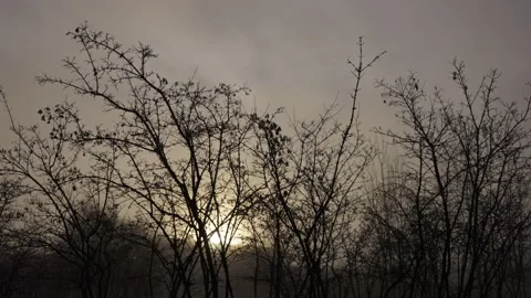 Sunrise seen through trees with heavy freezing fog. Version 3 Stock Footage 291987704
