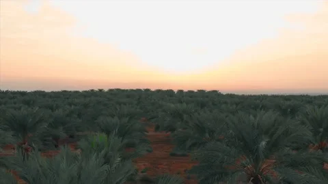 Sunrise shot over Majol dates field - Aerial sliding to the left Stock Footage 228940061