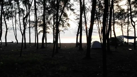 Sunrise silhouette on the beach with pine tree Stock Footage 243057409
