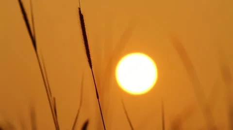 Sunrise Silhouette Stock Footage 22129710