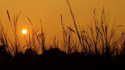 Sunrise Silhouette Stock Footage 22130632