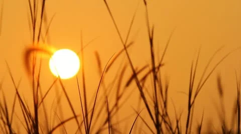 Sunrise Silhouette Stock Footage 22130707