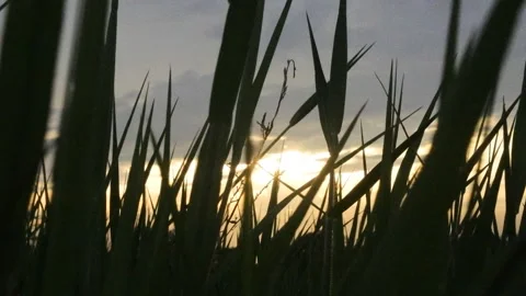 Sunrise silhouette Stock Footage 297598234