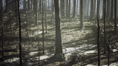 Sunrise silhouette shadows. Hazy dawn with shadowed pine trees Stock Footage 338340539