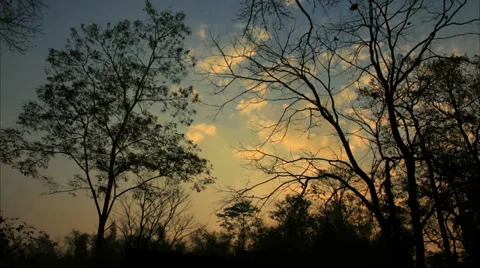 Sunrise with silhouette tree Stock Footage 37841713