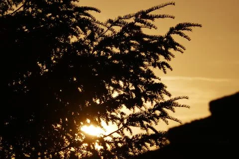 Sunrise sky behind tree Stock Photos