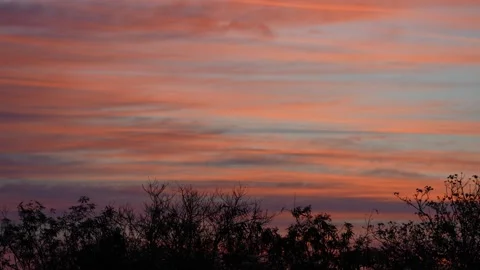 Sunrise Sky Through Silhouetted Trees Stock Footage 305957672