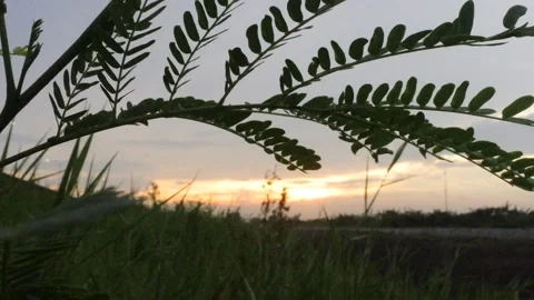 Sunrise small leaves Stock Footage 297598795