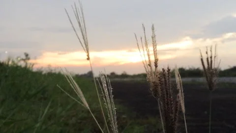 Sunrise small plant Stock Footage 297598587