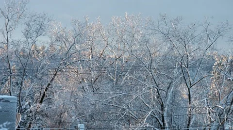 Sunrise with Snow Covered Trees Stock Footage 44356469