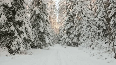 Sunrise in the snowy forest Stock Footage 72698769
