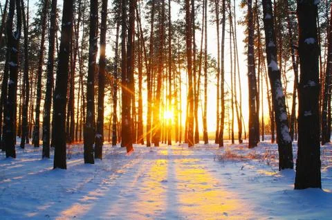 Sunrise in the snowy forest Stock Photos