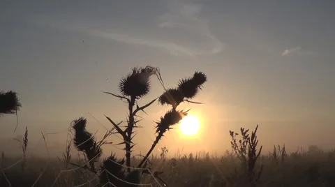 Sunrise, spider web 스톡 동영상 41343951