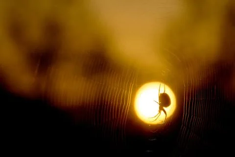 Sunrise Spider on Web 스톡 사진