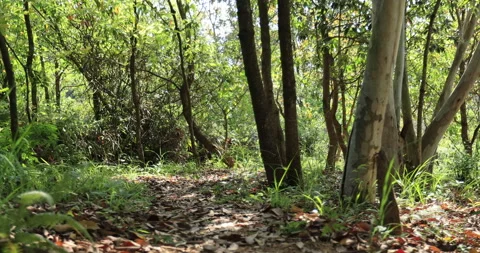 Sunrise in spring forest mountain Video stock 177771507