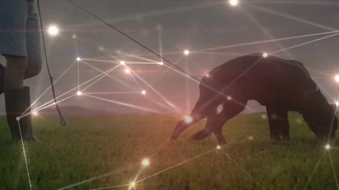Sunrise starting node overlay while owner walking dog, leash shifting, dog Stock Footage 332469062