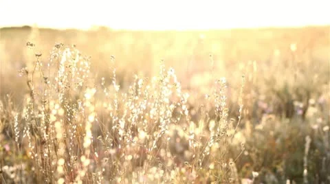 Sunrise In The Steppe Stock Footage 11487771