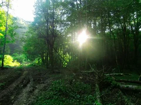 Sunrise in the summer forest between the trees Stock Photos