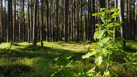 Sunrise in summer forest 스톡 동영상 155261255