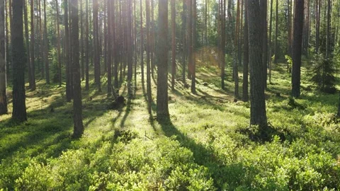 Sunrise in summer forest 스톡 동영상 155261331