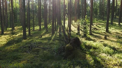 Sunrise in summer forest 스톡 동영상 155261360