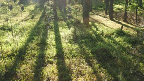 Sunrise in summer forest 스톡 동영상 155261382
