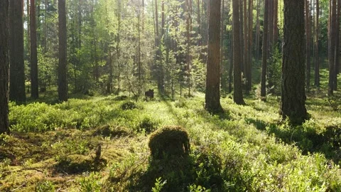 Sunrise in summer forest 스톡 동영상 155261771