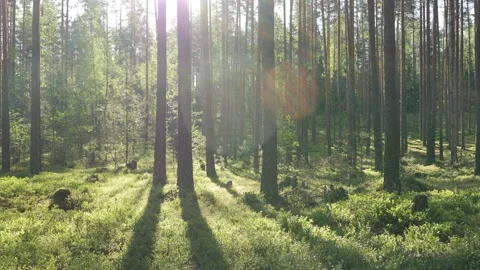Sunrise in summer forest 스톡 동영상 155261867