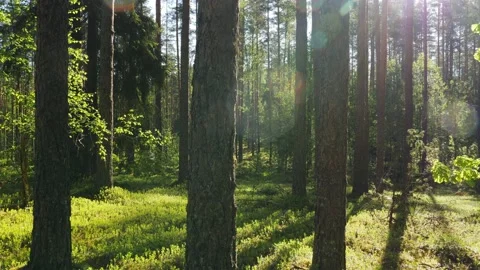 Sunrise in summer forest 스톡 동영상 155261892