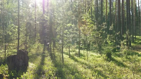 Sunrise in summer forest 스톡 동영상 155261910
