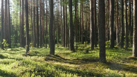 Sunrise in summer forest 스톡 동영상 155261993
