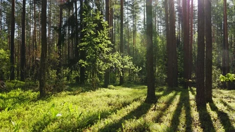 Sunrise in summer forest 스톡 동영상 155262000