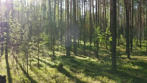 Sunrise in summer forest 스톡 동영상 155262141