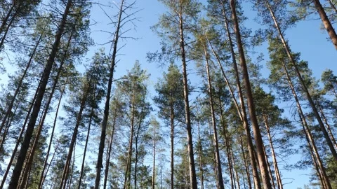 Sunrise in summer forest 스톡 동영상 155262503