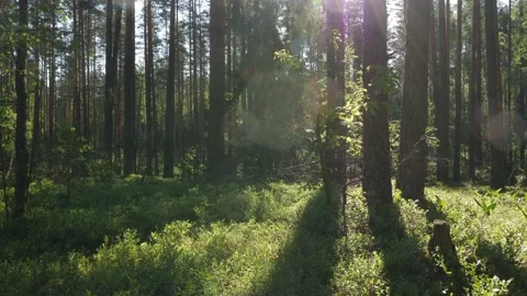 Sunrise in summer forest 스톡 동영상 155420650