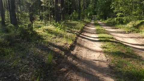 Sunrise in summer forest 스톡 동영상 155420714