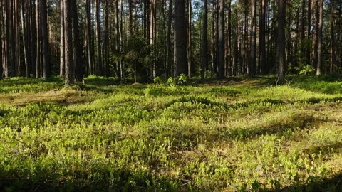 Sunrise in summer forest 스톡 동영상 155420730