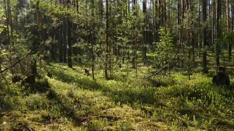 Sunrise in summer forest 스톡 동영상 155420774